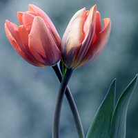 美丽的头像,微信头像,QQ头像