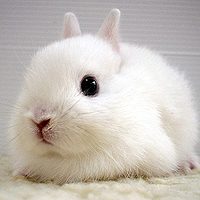 宠物头像,豆瓣头像,QQ头像