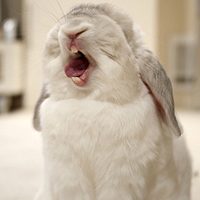 宠物头像,空间头像,QQ头像