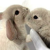 小兔子头像,微信头像,QQ头像