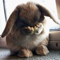 可爱头像,开心网头像,QQ头像