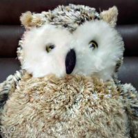 宠物动物头像,空间头像,QQ头像