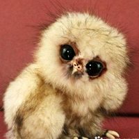 头鹰头像,人人头像,QQ头像