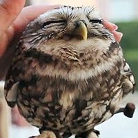 卖萌头像,微信头像,QQ头像