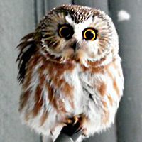 可爱头像,开心网头像,QQ头像