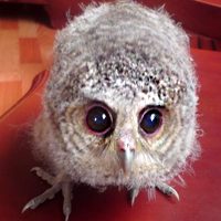 豆瓣头像,微博头像,QQ头像